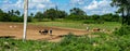 Oxen ploughing