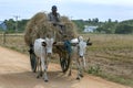 Oxen pull a cart in Sri Lanka.