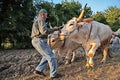 Oxen that pull the plow Royalty Free Stock Photo