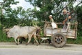 Oxen pulling the cart