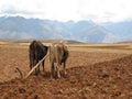 Oxen pulling plow in field