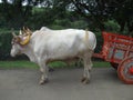 Oxen and oxcart in Costa Rica Royalty Free Stock Photo