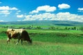 Oxen resting in the meadow.