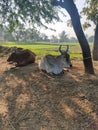 Oxen are sitting under tree and agriculture land behind them