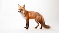 foxes on white background, they are small to medium-sized, omnivorous mammals