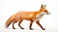 oxes on white background, they are small to medium-sized, omnivorous mammals