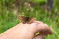 Oxeye butterfly on a hand
