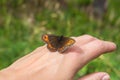 Oxeye butterfly on a hand