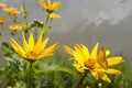 Oxeye and Butterfly