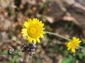 Oxeye chamomile, Golden marguerite or Cota tinctoria flower macro with bokeh background, selective focus, shallow DOF