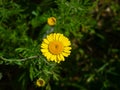 Oxeye chamomile, Golden marguerite or Cota tinctoria flower macro with bokeh background, selective focus, shallow DOF