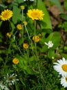 Oxeye chamomile, Golden marguerite or Cota tinctoria flower macro with bokeh background, selective focus, shallow DOF