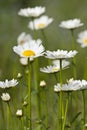 Oxeye daisies