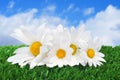 Oxeye daisies on the grass Royalty Free Stock Photo