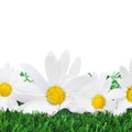 Oxeye daisies on the grass