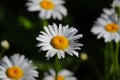 Oxeye Daisies