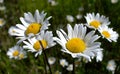 Oxeye daisies in Montana