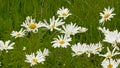 Oxeye daisies in a wild field Royalty Free Stock Photo