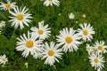 OXeye daisies in a wild field Royalty Free Stock Photo