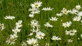 Oxeye daisies in a wild field Royalty Free Stock Photo