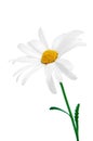 Oxeye daisy Royalty Free Stock Photo