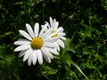 Oxeye daisy