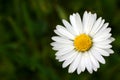 Oxeye daisy Royalty Free Stock Photo