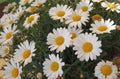 Oxeye daisy