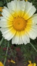 Oxeye daisy beautiful flower in an Indian garden