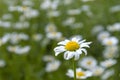 Oxeye daisy blooming in the garden Royalty Free Stock Photo