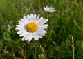 Oxeye daisy