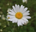 Oxeye Daisy Blossom and petals in the rain with raindrops and green background