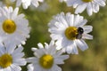 Oxeye Daisy with Bumble Bee