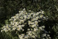 Oxeye daisy (Chrysanthemum leucanthemum