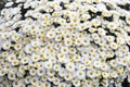 Oxeye daisy