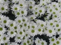 Oxeye daisy flower background