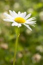 Oxeye Daisy Flower Close Up Royalty Free Stock Photo