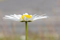 Oxeye Daisy Flower Close Up Royalty Free Stock Photo