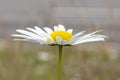 Oxeye Daisy Flower Close Up Royalty Free Stock Photo