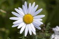 Oxeye Daisy Flower Close Up Royalty Free Stock Photo