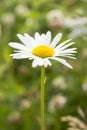 Oxeye Daisy Flower Close Up Royalty Free Stock Photo