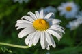 Oxeye daisy flower close-up on a dark background Royalty Free Stock Photo