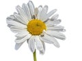 Oxeye daisy flower isolated on white Royalty Free Stock Photo