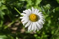 Oxeye daisy flower, top view close-up on dark background Royalty Free Stock Photo