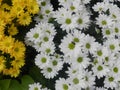 Oxeye daisy flower White and Yellow