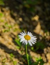 Oxeye Daisy on the Forest Edge Royalty Free Stock Photo