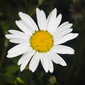 Oxeye daisy, Leucanthemum vulgare, flower macro with bokeh background, selective focus, shallow DOF