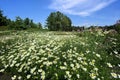 Oxeye daisy, Leucanthemum vulgare. Flowering of daisies in the summer green meadow in park. Chamomile flowers with long white