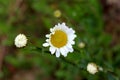 Oxeye daisy or Leucanthemum vulgare flowering plants with open blooming and closed flower buds made of white petals surrounding Royalty Free Stock Photo