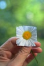 Oxeye Daisy Leucanthemum Vulgare With Square Petals